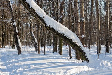 Snowy forest on a sunny day after heavy snowfall - 415722784