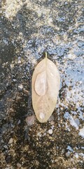 Fototapeta na wymiar leaf in water