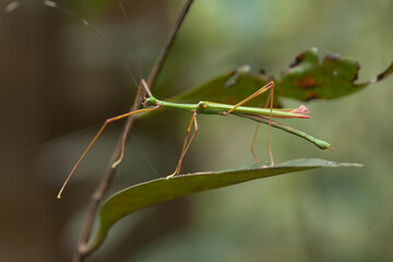 all about close up mantis photography