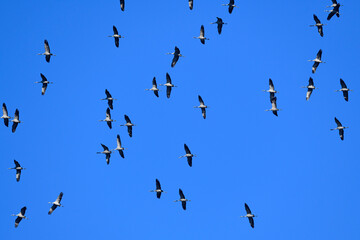 Kraniche (Grus grus) // migrating Common cranes