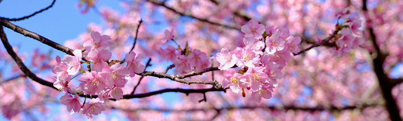 【静岡】河津桜並木（春）