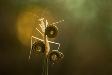all about close up mantis photography