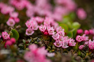 Beautiful small pink flowers of the northern plant species alpine azalea, Loiseleuria procumbens blooming in spring in Norwegian nature