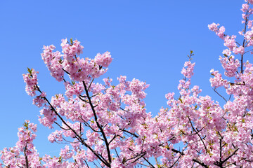 【静岡】河津桜並木（春）