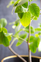 Houseplant lemon tree in flower pot lit by the sun on gray background. Growing varietal citrus plants at home. Beauty of nature, spring background. Eco-friendly home, gardening. Selective focus.