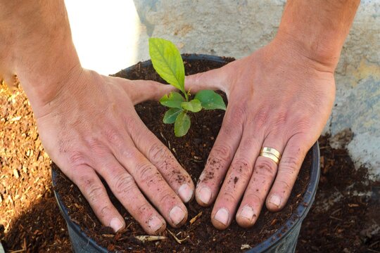 Two Man's Hands Planting A Potted Lemon Tree