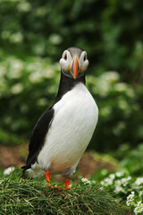Cute looking and colorful Atlantic puffin, Fratercula arctica standing alone in lush greenery