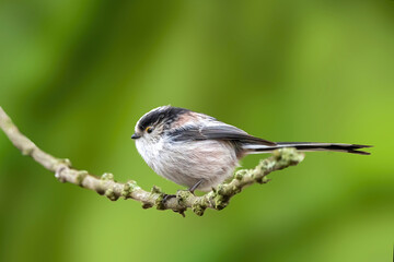 A long-tailed tit sitting on a branch of a tree at the Mönchbruch pond in a natural reserve in Hesse Germany. Beautiful blurred green background.