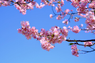 【静岡】河津桜並木（春）