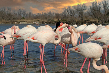 group of flamingos in lake