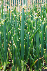 Fototapeta premium Green onions in the garden on the bed. Natural green background. Vertical photo