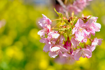 【静岡】河津桜並木（春）