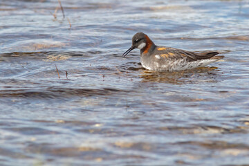 Small wader, the red-necked phalarope, Phalaropus lobatus swimming in a little pond in Norwegian nature