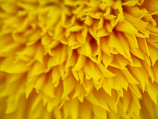 Sunflower Teddy Yellow Bloom Macro