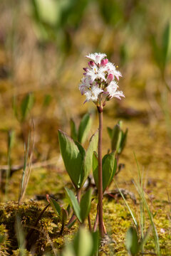 Bogbean, Menyanthes trifoliata growing and blooming in Finnish wetland