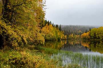 Beautiful reflection of autumn colors on river surface during autumn foliage at Finnish Lapland near Kuusamo