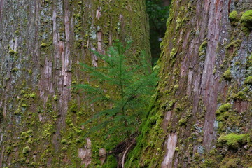 moss on tree