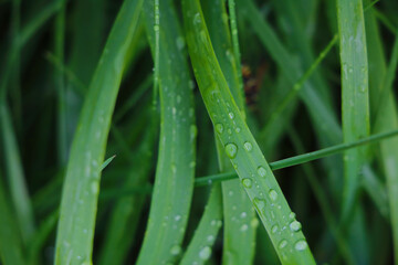 Green grass with water drops after rain.