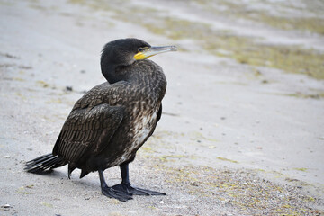 Great Black Cormorant (Phalacrocorax carbo).