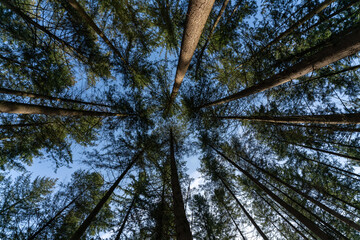 Blick in Baumkrone wunderschön Kindheit Freiheit