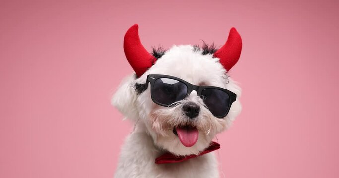 cute little bichon puppy sticking out tongue and panting, wearing red bowtie and devil horns, sitting on pink background in studio