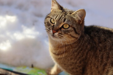 the cat is sitting in the garden