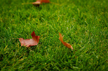 autumn leaves on grass