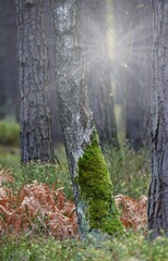 Las w Polsce na Dolnym Śląsku - obrazy, fototapety, plakaty