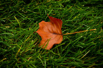 autumn leaves on the ground
