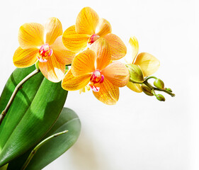 bright orange orchid flowers and green leaves