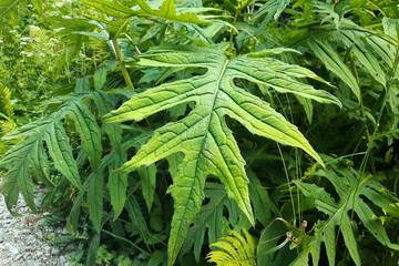 Primo piano di una pianta sul sentiero delle cascate che porta alla cascata Lares nella Val Genova in Trentino, viaggi e paesaggi in Italia