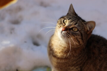 the cat is sitting in the garden