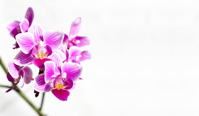 branch of pink and purple orchid flowers on white with copy space
