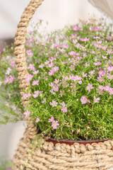 Blooming cone stone flower and green leaves，Gypsophila paniculata