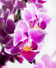 macro pink orchid flower. background with purple flowers