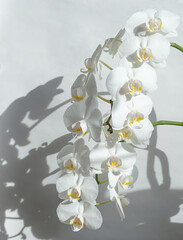 white orchids on light background with shadow