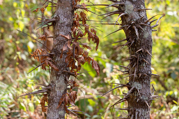 Thorn tree trunks in summer