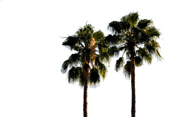 Fototapeta na wymiar Sugar palm trees or toddy palm isolated on white background.