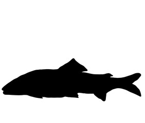 美味しい鮎のシルエット