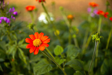 A orange Helenium flower in the garden.