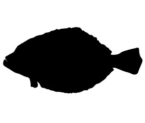  ヒラメ・カレイのシルエット