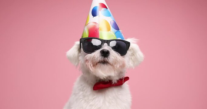 pink background presenting adorable bichon puppy wearing birthday hat, sunglasses and bowtie sitting in studio