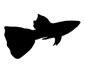 グッピーの美しいシルエット