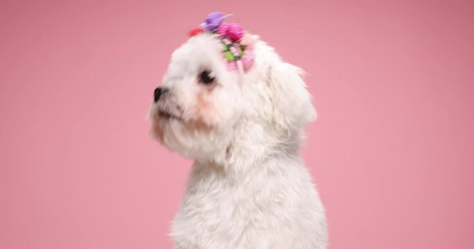 lovely fluffy bichon dog wearing flowers headband and looking up and side, sitting on pink background in studio