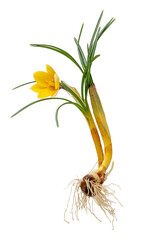 Complete yellow crocus with flower, leaves, roots and onion