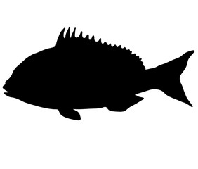 綺麗なマダイのシルエット