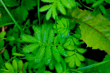 Green young grass in spring or summer after rain.