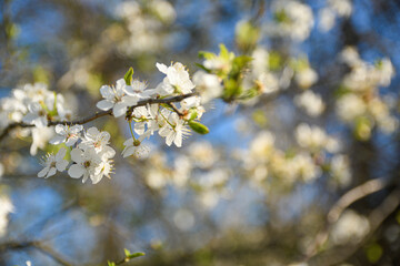 Fruit trees bloom in spring against a background of blue sky and other flowering trees. Close-up