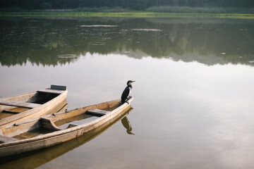 Phalacrocorax carbo. Wetland bird sitting on wooden boat in water on lake. Wildlife, peaceful calm nature