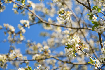 Fruit trees bloom in spring against a background of blue sky and other flowering trees. Close-up